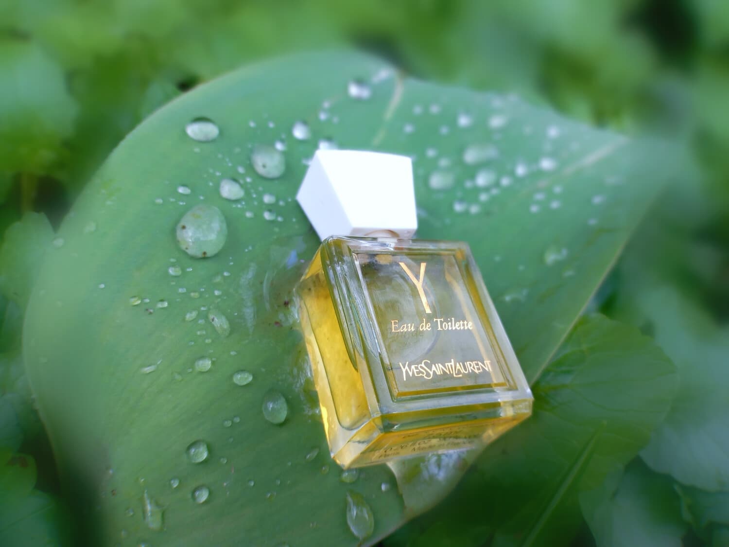 Y Yves Saint Laurent — parfum femme — Eau d'Or Tunis